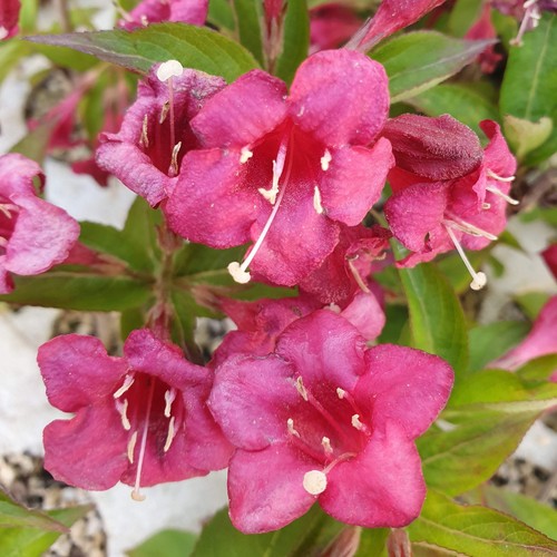 Weigelia florida - , cv