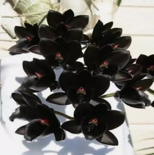 Fdk after dark perla nera - fdk.,