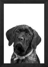 Brindle Mastino Cucciolo