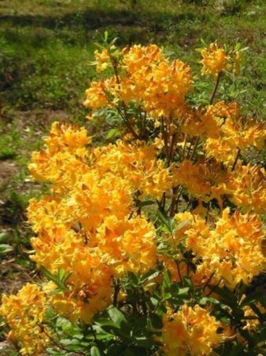 Dancing rabbit aromi azalea - dancing,