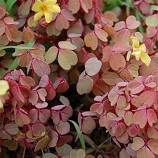 1 PIANTA DI OXALIS SUNSET VELVET IN VASO DA 17CM, PIANTE DA ESTERNO