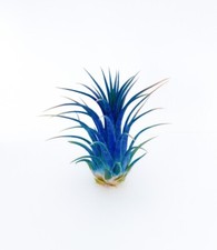 Live Colored Air Plants