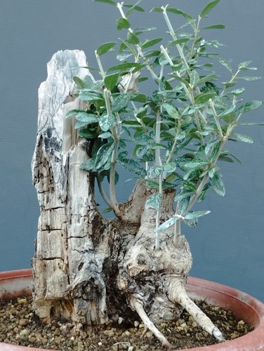 Bonsai olivastro 20x20cm - bonsai, in