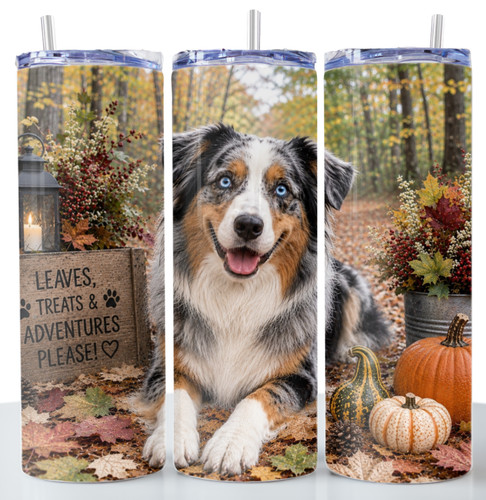 Australian shepherd autunno - australian,