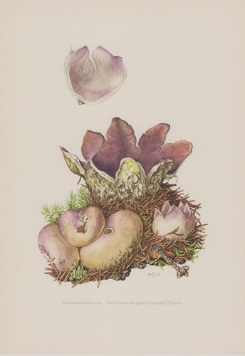 Tazza corona sarcoscypha - corona,