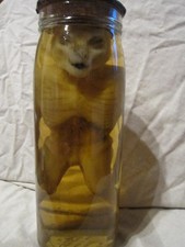 taxidermie foetus Loch Ness