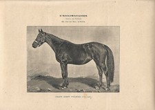 Stampa antica CAVALLA JURANTE FATTRICE PUROSANGUE 1890 ca. Antique print