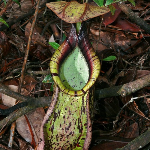 Brocca pianta raffles - brocca-pianta,