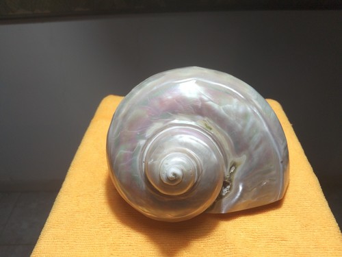Turbo marmoratus gigante - marmoratus,