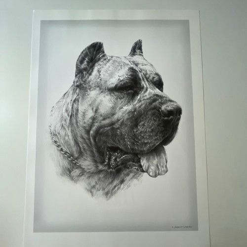 Dogo canario joanna lesław - joanna,