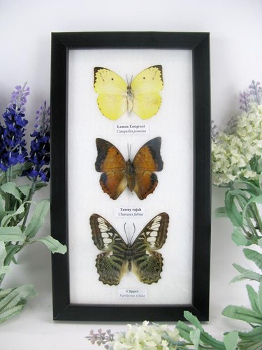 Farfalle vere imbottite - 3,