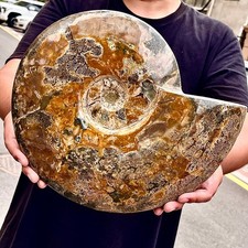 15,55LB Rara conchiglia naturale lucida esemplari fossili del Madagascar