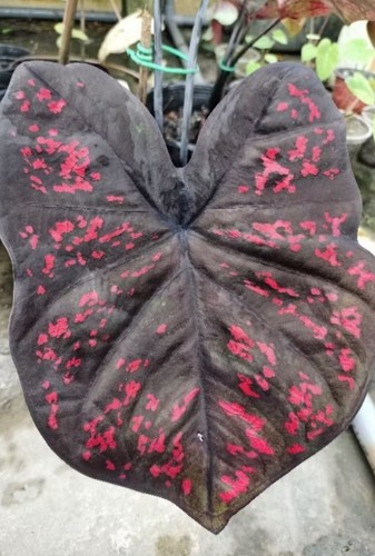 Lampadine autentiche caladium - lampadine,