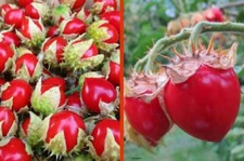 POMODORO LITCHI - POMODORO SPINA, 25 semi + OMAGGIO