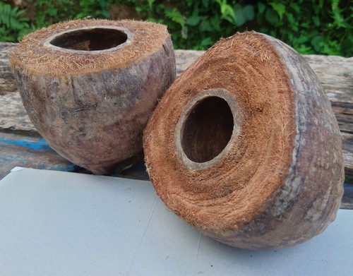 Pezzi cocco uccelli casa - pezzi,