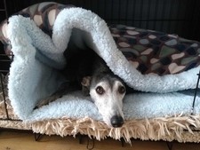 Cuccia per cani - , pile