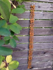 Nastro in metallo stelle