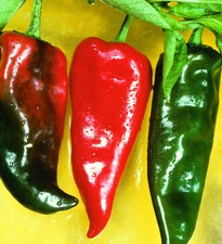 Anaheim peperoncino gigante 5+