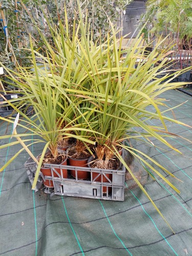 Dracaena indivisa v16 pianta - dracaena,