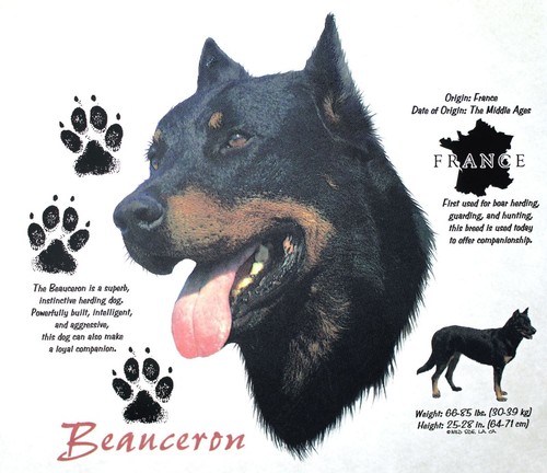 Maglietta beauceron razza - maglietta, cane