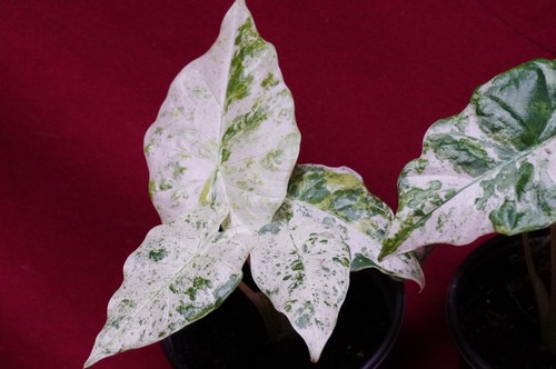 Alocasia blizzard - alocasia,
