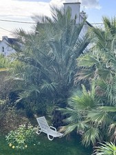 Butia X Jubaea (Bujubaea) Fresh Seeds 2025 - Rare Cold Hardy Hybrid Palm- France