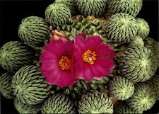 CACTUS, PELECYPHORA