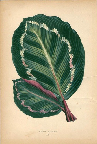 Stampa antica botanica foglie - botanica,