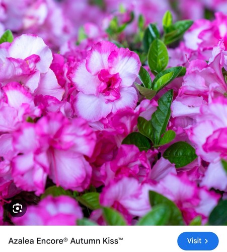 Kiss azalea deciduous small - azalea,