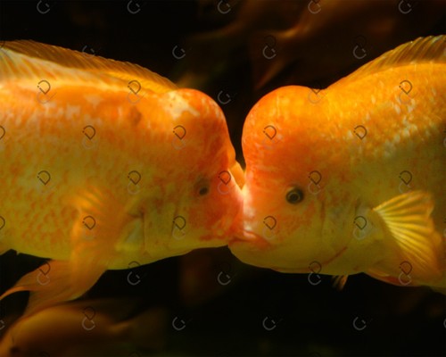 Pesce foto immagine digitale