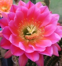 Tricho Cereus "Flying Saucer"