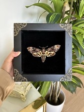 Testa di morte incorniciata