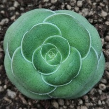 Crassula hemisphaerica