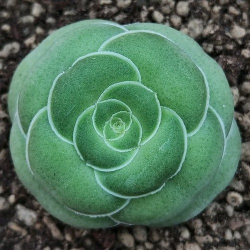 Crassula hemisphaerica