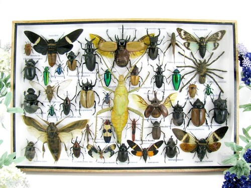 Bellissimi insetti imbalsamati