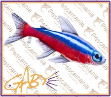 cuscino pesce NEON idea regalo
