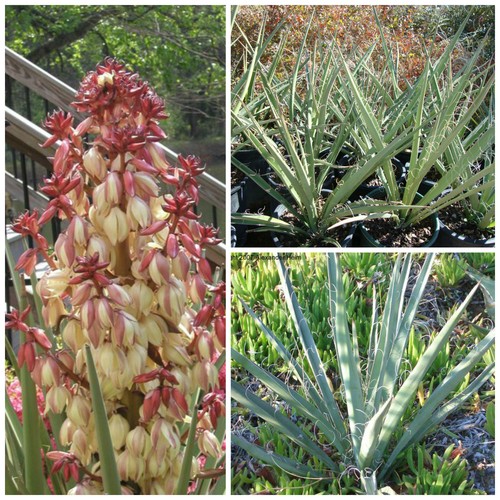 Semi yucca torreyi - yucca,