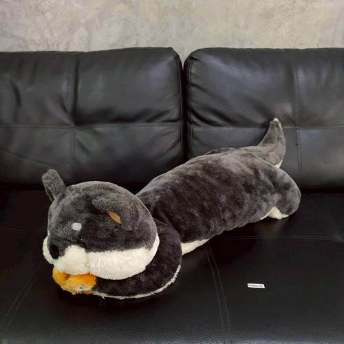 Shiba inu dog w676 - inu, amuse