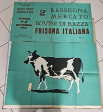 Manifesto Viterbo Agricoltura 1962 Mostra Bovini Razza Frisona 