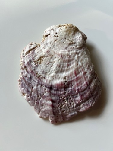 Due conchiglie fossili - due,
