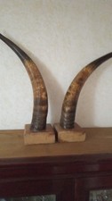 ANTICHE CORNA BOVINE SU BASE