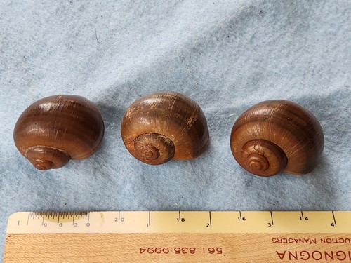 Piccoli gusci lumaca di - 3,