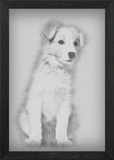 Border Collie cucciolo seduto