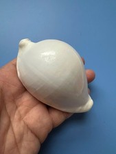 92,6 mm | Ovula ovum | F+++