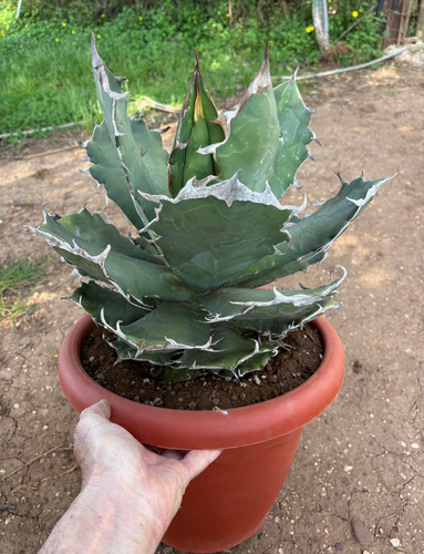 Agave titanota 076 pianta - agave, fo-076