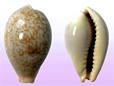 Cypraea subviridis anceyi, Noumea, N. Caledonia, 36 mm, GIANT, RARE SIZE!