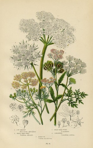 Stampa botanica antica 1899 - stampa,
