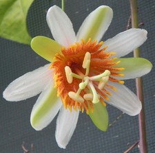10 Semi di Passiflora pittieri