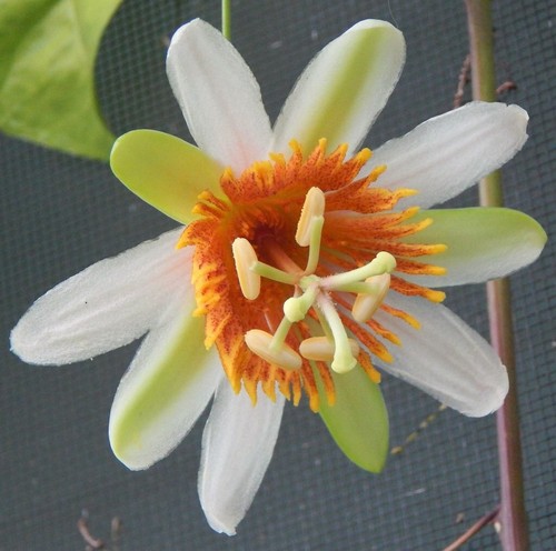 Semi passiflora pittieri - semi, di