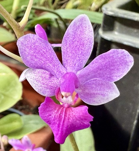 Phalaenopsis farfalla rosa - farfalla,